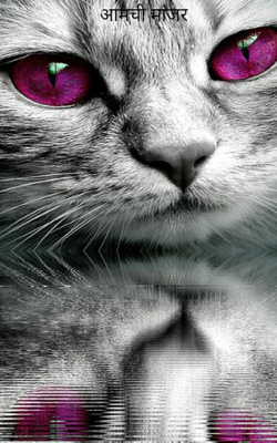 आमची मांजर