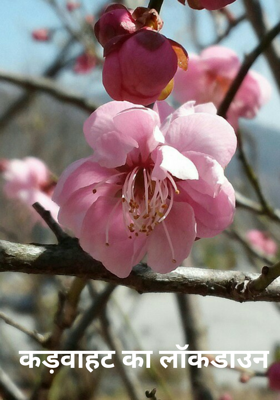 कड़वाहट का लॉकडाउन