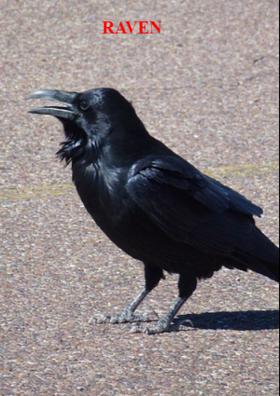 Raven