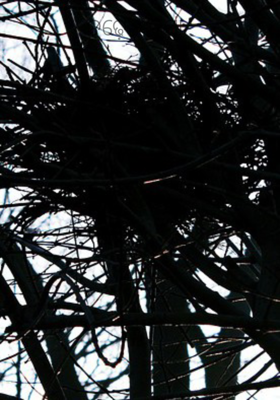 ଚଢ଼େଇ ବସା 