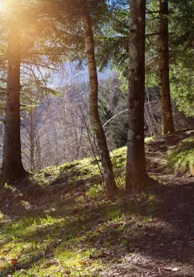 ತುಂಟ ಕೋತಿ