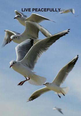 Live Peacefully