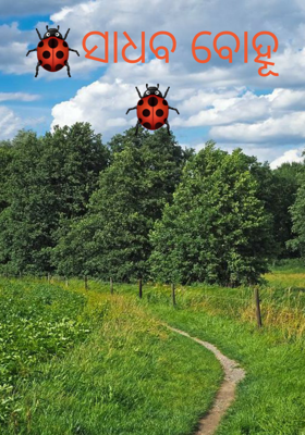 ସାଧବ ବୋହୂ