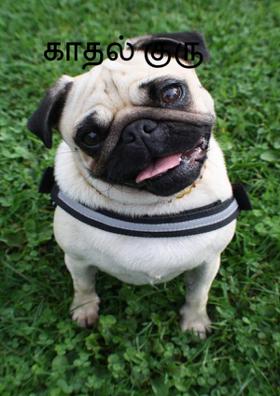 காதல் குரு