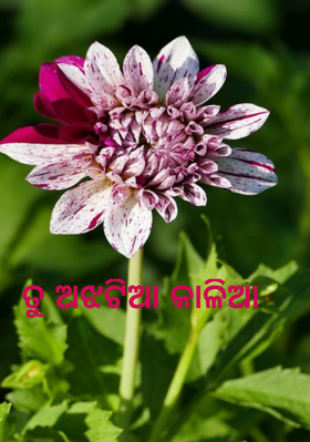 ତୁ ଅଝଟିଆ କାଳିଆ