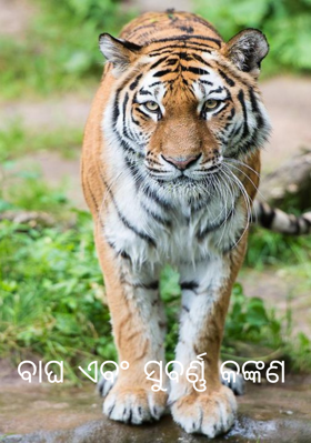 ବାଘ ଏବଂ ସୁବର୍ଣ୍ଣ କଙ୍କଣ