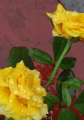 माझी प्राथमिक शाळा नी पावसाळा.