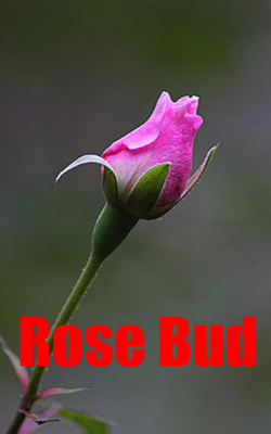 Rose Bud
