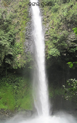 ଜଙ୍ଗଲ ସୁରକ୍ଷା