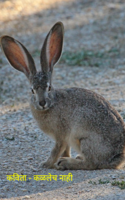 कळलेच नाही