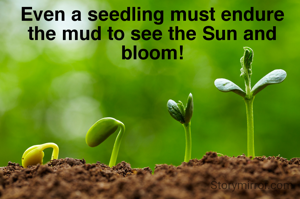 Even a seedling must endure the mud to see the Sun and bloom!