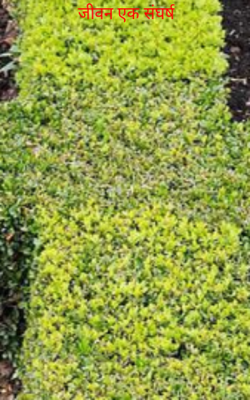 जीवन एक संघर्ष