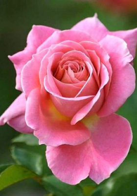 भाग्य  में  सौदेबाज किस्मत