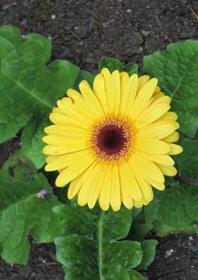 సంకల్పం