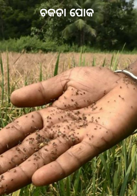 ଚକଡା ପୋକ