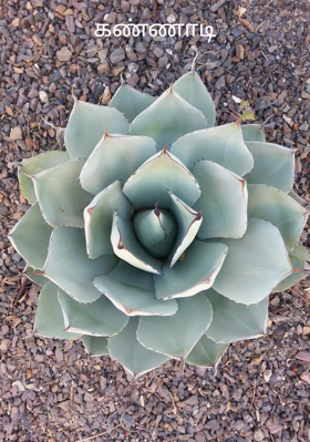 கண்ணாடி