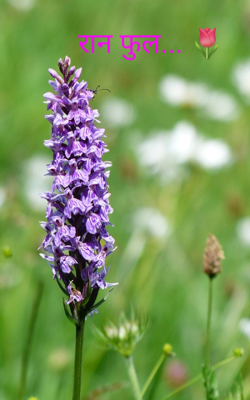 रान फुल...