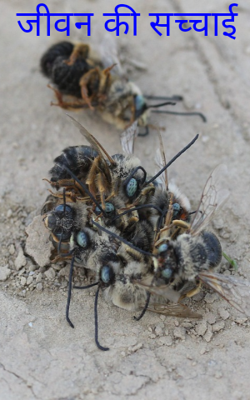 जीवन की सच्चाई