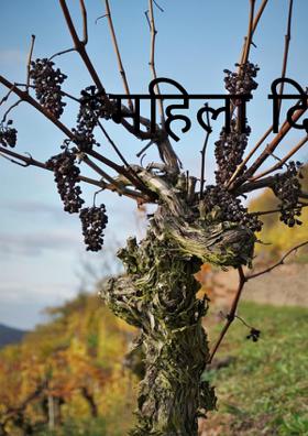 महिला दिन