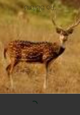 ମାୟାମୃଗ ବଧ