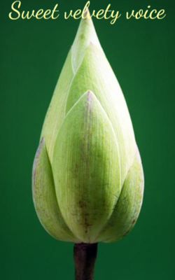 Sweet Velvety Voice