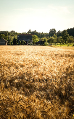 திருமந்திரம்