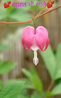 स्वप्नात मी रंगले