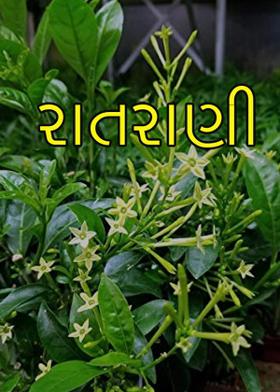 રાતરાણી