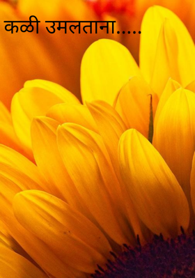 कळी उमलताना