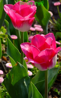 ଆମ ପଣା ସଂକ୍ରାନ୍ତି