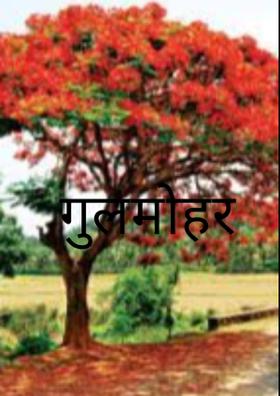 गुलमोहर