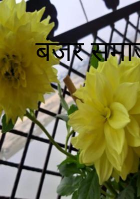 बंजर समाज