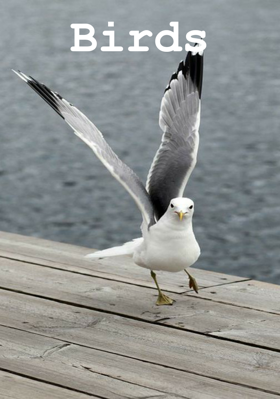 Birds
