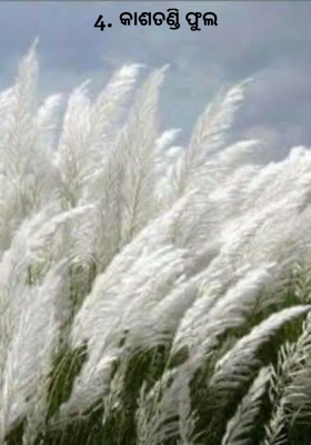 କାଶତଣ୍ଡି ଫୁଲ