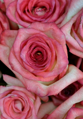 Roses