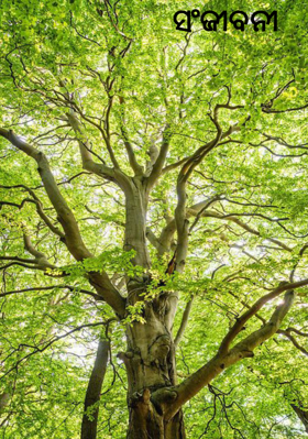 ସଂଜୀବନୀ