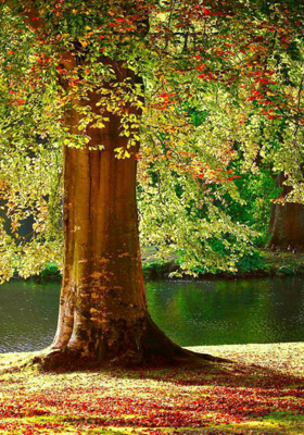 हम दोनों