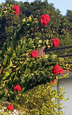 गुरु और शिक्षा