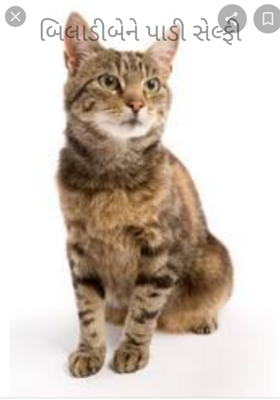 બિલાડીબેને પાડી સેલ્ફી