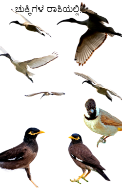 ಚುಕ್ಕಿಗಳ ರಾಶಿಯಲ್ಲಿ….