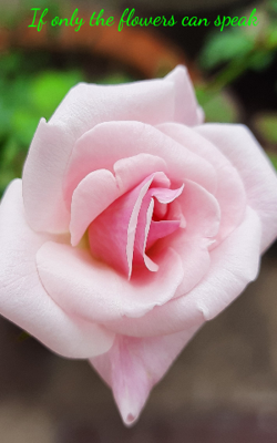 If Only The Flowers Can Speak