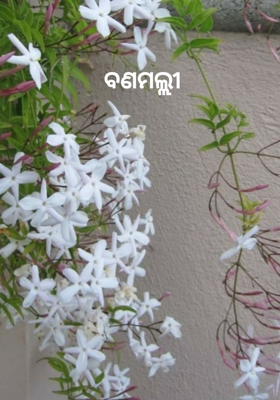 ବଣମଲ୍ଲୀ