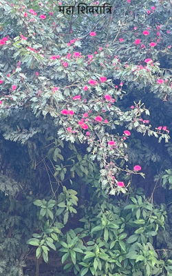 महा शिवरात्रि