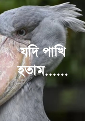 যদি পাখি হতাম......