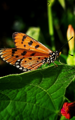 कौन हूँ मैं ?