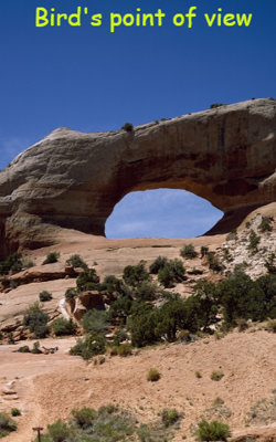 Bird's Point Of View