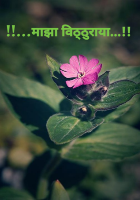 !!...माझा विठ्ठुराया...!!