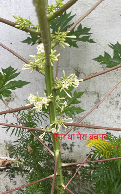 ऐसा था मेरा बचपन