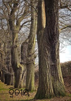 ଦ୍ଵିତୀୟ ସ୍ଵର୍ଗ