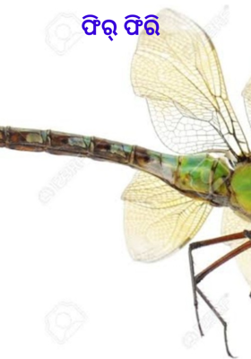 ଫିର୍ ଫିରି 